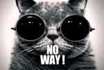 no-way-cat