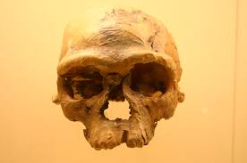 L’Homo Sapiens serait né au Maroc et non pas en Afrique du Sud ou de l’Est