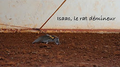 Isaac, le rat démineur