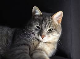 Les chats , ces petits héros du siège de Leningrad