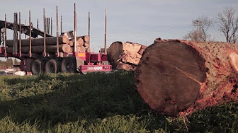 La demande chinoise de bois de chêne française explose et menace nos scieries