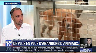 Abandons d’animaux en forte hausse cet été : “Tous nos refuges sont saturés” déplore le directeur général adjoint de la SPA