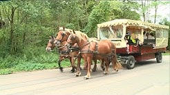 Un repas au rythme des chevaux de trait