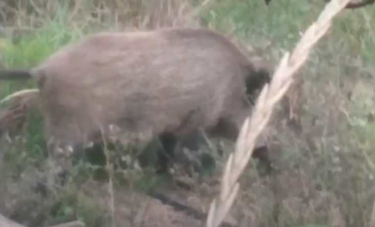 Les sangliers font toujours plus de dégâts, les agriculteurs veulent une hausse des quotas de chasse imposés par les écolos (VIDÉO)