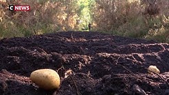 Des pommes de terre cultivées au milieu des pins (VIDÉO)