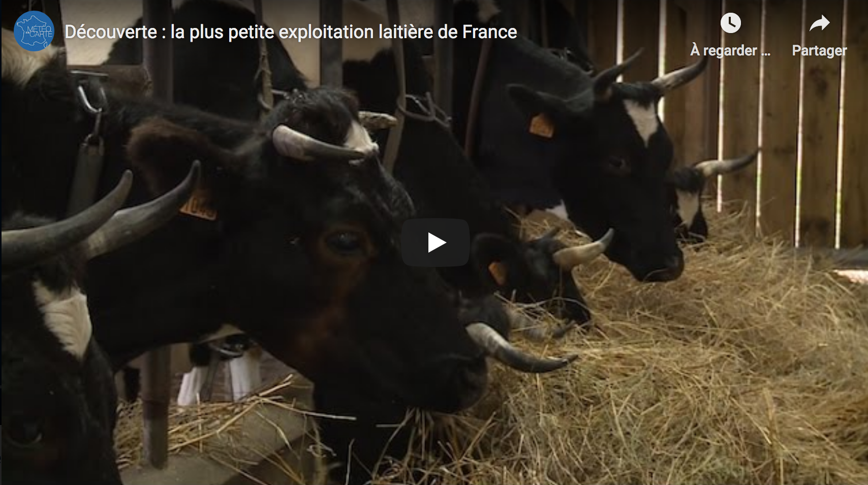 Découverte : la plus petite exploitation laitière de France (REPORTAGE)