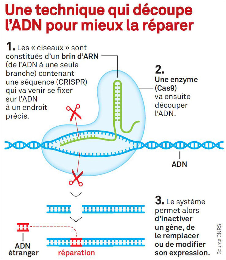 738_doc_02_infographie_crispr_cas9_cask_media_pour_le_parisien_magazine-source_cnrs