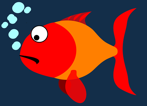 Ne dites plus jamais mémoire de poisson rouge! (Vidéo)