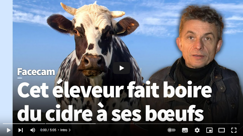 Avec son bœuf « cidré », il défend une agriculture d’excellence (REPORTAGE)